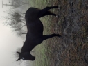 Elad 4 ves furioso kanca 