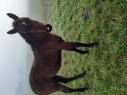 Elad 4 ves furioso kanca 