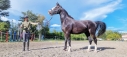 Elad 4 ves holland sportl/KWPN kanca 