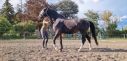 Elad 4 ves holland sportl/KWPN kanca 