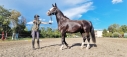 Elad 4 ves holland sportl/KWPN kanca 