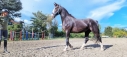 Elad 4 ves holland sportl/KWPN kanca 