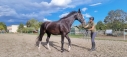 Elad 4 ves holland sportl/KWPN kanca 