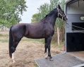 Elad 4 ves holland sportl/KWPN kanca 