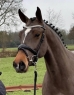 Elad 4 ves holland sportl/KWPN kanca 