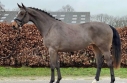 Elad 4 ves holland sportl/KWPN kanca 