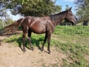 Elad 4 ves holsteini kanca 