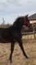 Elad 4 ves magyar sportl kanca 