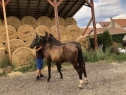 Elad 4 ves nniusz kanca 