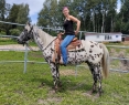 Elad 5 ves appaloosa herlt 