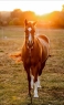 Elad 5 ves appaloosa kanca 