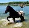 Elad 5 ves appaloosa mn 