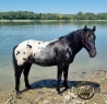 Elad 5 ves appaloosa mn 