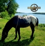 Elad 5 ves appaloosa mn 