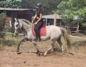 Elad 5 ves lipicai kanca 