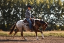 Elad 6 ves appaloosa mn 