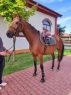 Elad 6 ves magyar sportflvr kanca 