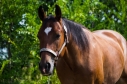 Elad 6 ves quarter horse herlt 