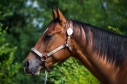 Elad 6 ves quarter horse herlt 