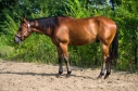 Elad 6 ves quarter horse herlt 