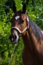 Elad 6 ves quarter horse herlt 