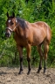 Elad 6 ves quarter horse herlt 