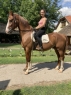 Elad 7 ves holland sportl/KWPN herlt 