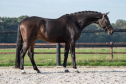 Elad 7 ves holland sportl/KWPN herlt 