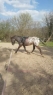 Elad 7 ves sportaloosa herlt 