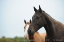 Elad 8 ves akhal-teke herlt 