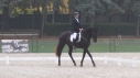 Elad 8 ves akhal-teke herlt 