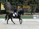 Elad 8 ves akhal-teke herlt 