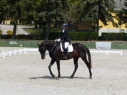 Elad 8 ves akhal-teke herlt 