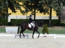 Elad 8 ves akhal-teke herlt 