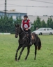 Elad 8 ves akhal-teke herlt 