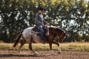 Elad 8 ves appaloosa mn 