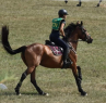 Elad 8 ves magyar sportflvr kanca 