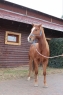 Elad 9 ves appaloosa herlt 