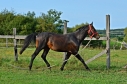 Elad 9 ves furioso mn 