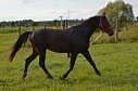 Elad 9 ves furioso mn 