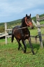 Elad 9 ves furioso mn 