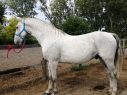 Elad 9 ves holland sportl/KWPN herlt 