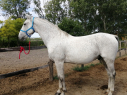 Elad 9 ves holland sportl/KWPN herlt 