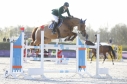 Elad 9 ves holland sportl/KWPN kanca 