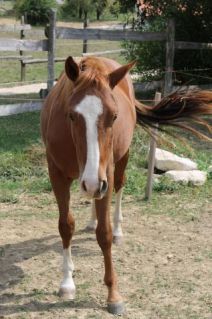 Elad� 16 �ves painthorse m�n 
