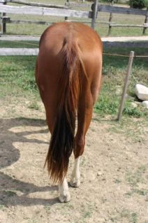 Elad� 16 �ves painthorse m�n 