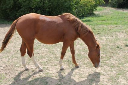 Elad� 16 �ves painthorse m�n 
