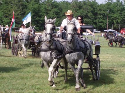 Elad 21 ves lipicai herlt 