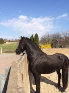 Elad� 15 �ves fr�z m�n 