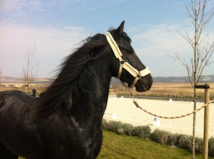 Elad� 15 �ves fr�z m�n 